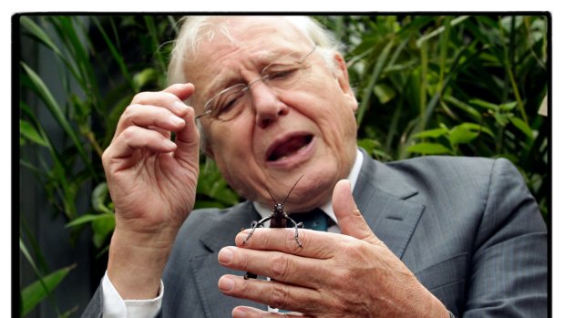 Sir David Attenborough visits Melbourne Zoo to inspect a Lord Howe Island Stick Insect in 2012.