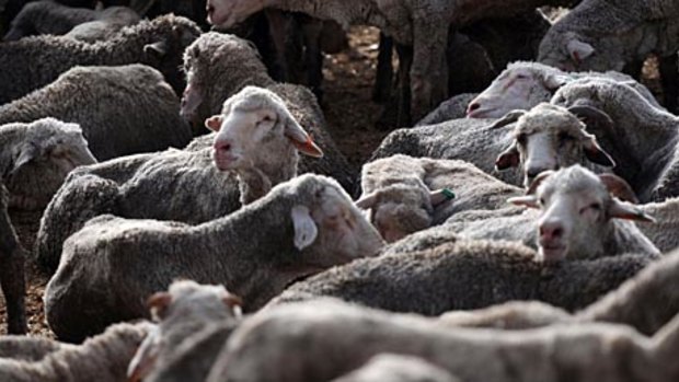 Sheep in Pakistan before they were culled.