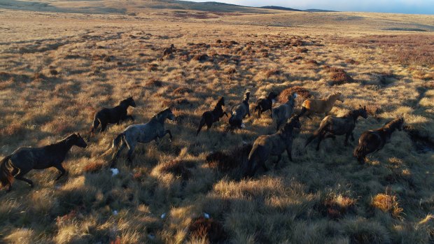 Brumbies in the grasslands near Kiandra in the Snowy Mountains. 