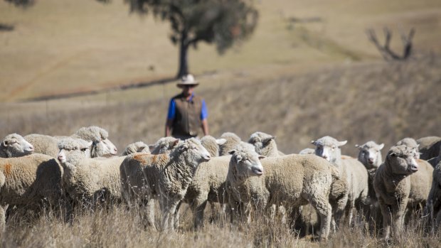 George Hamilton sells his lamb to consumers through his business Farmer George.