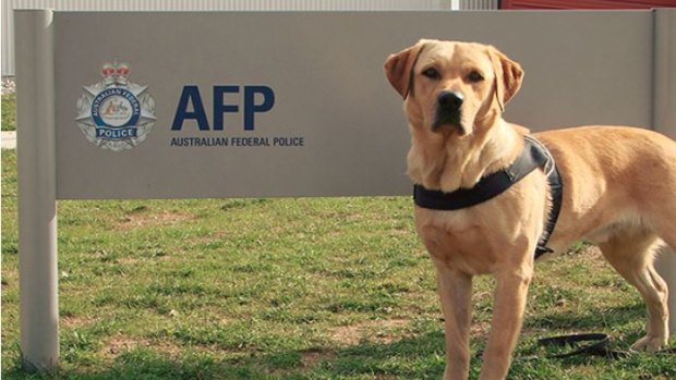 Atlas served as Australia's first cash detection dog, working for the AFP.