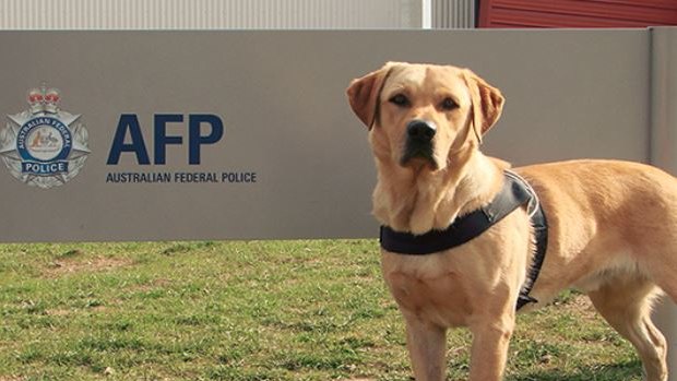 Atlas served as Australia's first cash detection dog, working for the AFP.