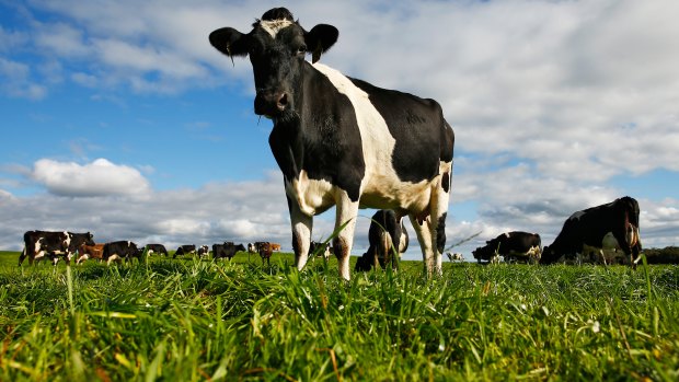 The competition watchdog  has called for a mandatory code of conduct to apply to dairy processors.