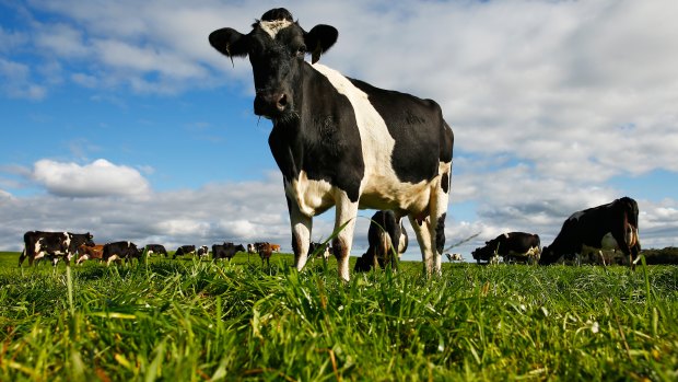 The competition watchdog  has called for a mandatory code of conduct to apply to dairy processors.