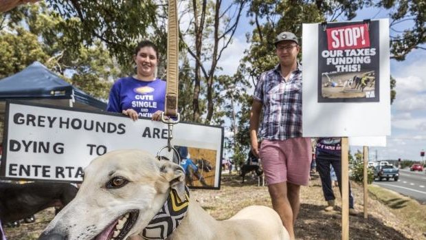 Ex-racing greyhounds joined protesters on Saturday.