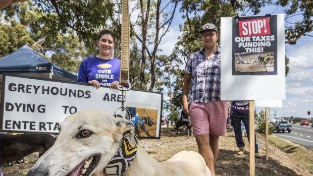 Ex-racing greyhounds joined protesters on Saturday.