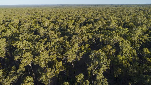 Old growth forest in the vicinity of Kingvale Station, where 2000 hectares is set to be cleared.