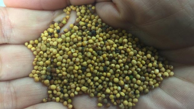 Brassica Carinata seeds that will be used to make Qantas's aviation biofuel. 