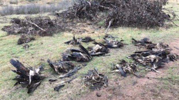 Piles of dead eagles were found hidden on a farm in Tubbut in far East Gippsland, along with the carcasses of four other protected bird species.