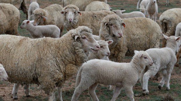 SMH News. NSW Drought.  at Come By Chance, Farmer , near Walgett NSW. Story: Julie Power. Small flock of Breeding Marino sheep, that  farmer Michael O'Brien feeds grain to, as he can not put them on the long paddock. Photo: Peter Rae Tuesday 2 June 2015