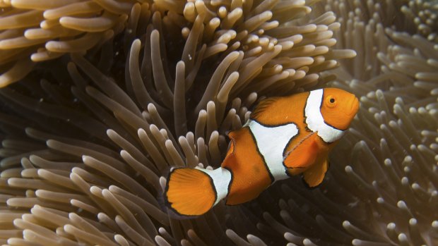 A clown fish on the Great Barrier Reef.
