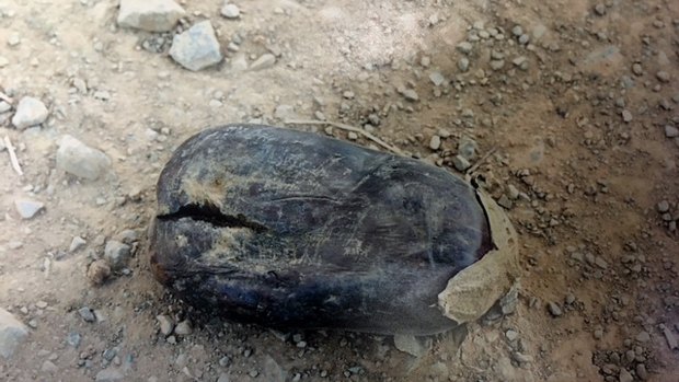 A photo presented to court of the eggplant that allegedly caused Angelo Russo to trip and fatally shoot David Calandro.