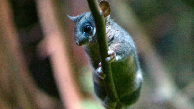 The critically endangered Leadbeater's possum lives in tree hollows in Victoria's central highlands.