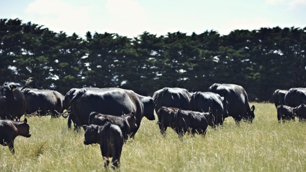 Angus cattle graze at Eliza Holt and James McKenna's farm. 