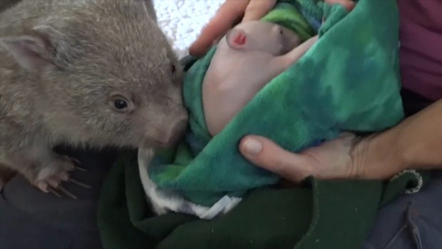 She cares for up to 60 wombats, from tiny pink joeys to 35 kilogram adults, at her home at any one time.