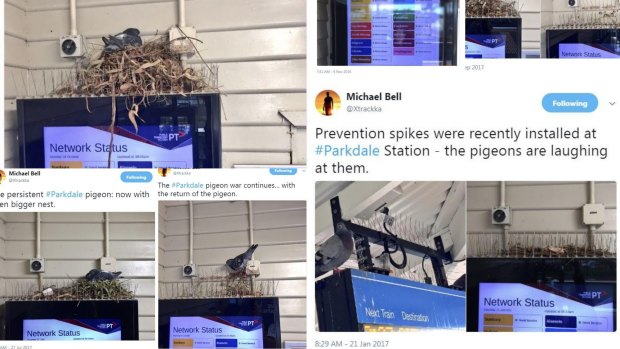 The Parkdale pigeon saga which Metro shows no signs of winning.