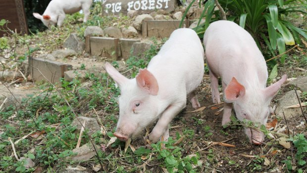 Farm animal sanctuary wins TMR battle thanks to 40,000 supporters