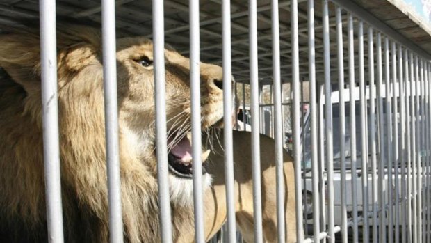 Brisbane Lions float an idea to parade a caged lion around the Gabba before home games.