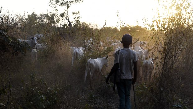 A herdsboy leads animals to feed in the bush in Lafia capital of Nasarawa state, north-central Nigeria.