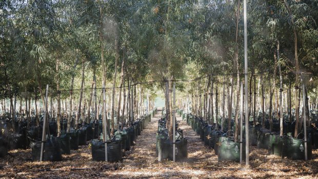 Yarralumla Nursery is growing the Eucalyptus mannifera, or brittle gum trees to be planted along the light rail route.