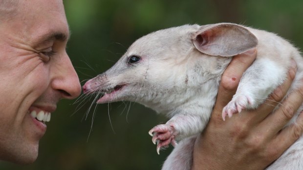 The range of the bilby has shrunk to about 20 per cent of its pre-colonial size, including disappearing from the wild in NSW altogether.