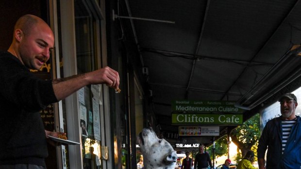 'Wilko' the Staffy performs for breakfast crumbs in Clifton Hill.