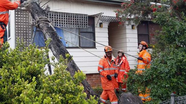 NSW SES remove a fallen tree at a house in Newcastle on Durham Rd in Lambton.