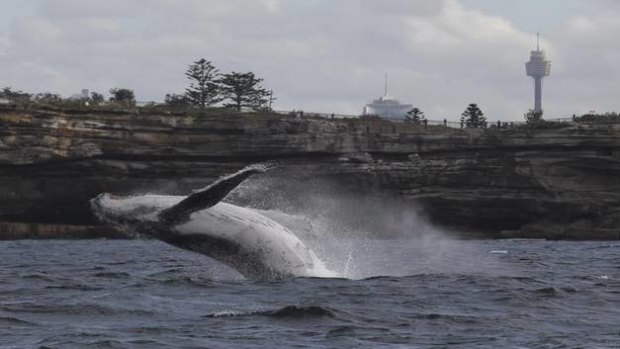 A Humpback whale frolicks off South Head on Thursday.