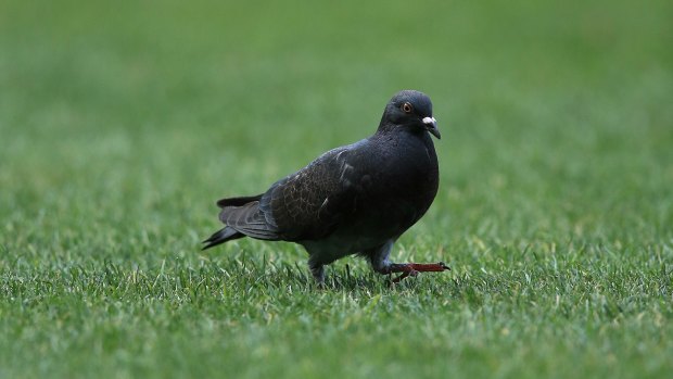 Homing pigeons in Toowoomba have prompted a rewrite of local law around airports.