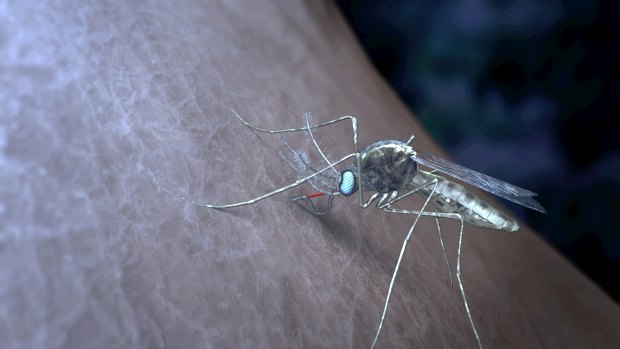 Malaria parasites 'talk' to each other in the human host to improve their chances of being picked up by a mosquito, and ensure their survival.