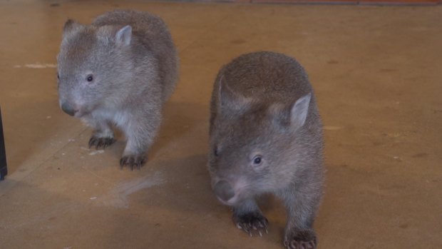 Juvenile wombats take over the living room when they're not sleeping.