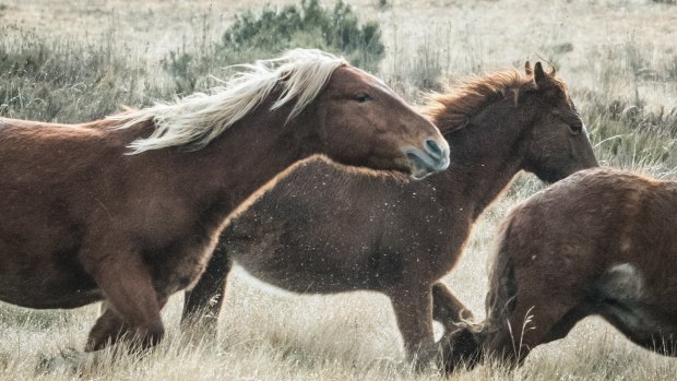 A herd of brumbies runs through Kosciuszko National Park last month.