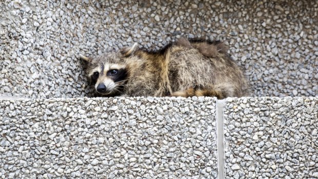 A raccoon sits on a ledge on the Town Square building in downtown St. Paul, Minnesota. 
