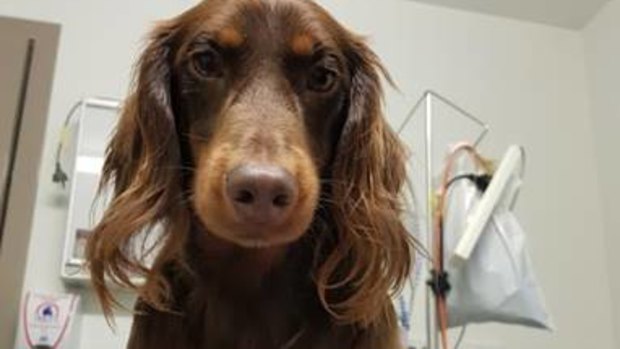 Concerned dog owner Brooke Christey has shared images of her two-year-old dachschund Spencer who swallowed a fish hook at a park along the Brisbane River over the weekend.