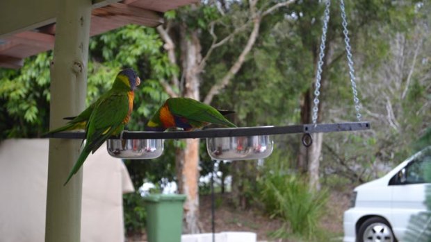 Mature lorikeets fly the nest.