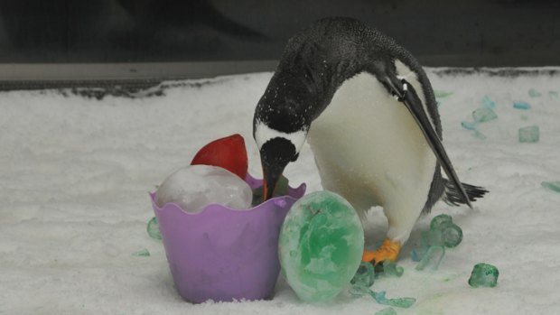An Easter treat for penguins at Seaworld.
