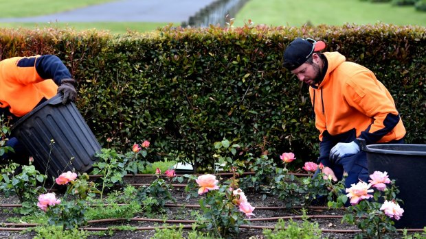 Gardeners busy weeding the roses at Flemington racecourse ahead of the Melbourne Cup carnival. 