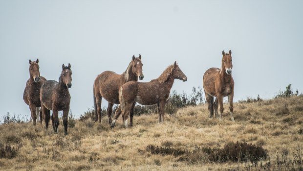 Wild horses have been granted priority protection in the Kosciuszko National Park by the Berejiklian government.
