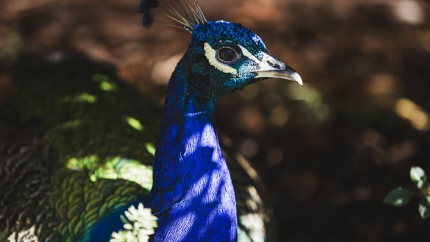 The Canberra peacocks move across both public and private property.