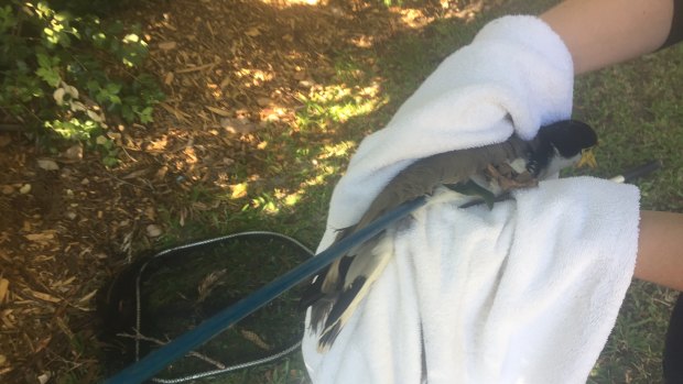 A still-alive plover was found shot with an arrow on the Gold Coast in 2018, with the RSPCA asking the public for information.