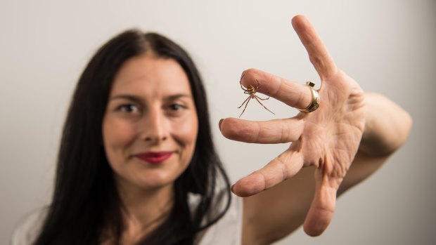Phobia expert Corrie Ackland
with a St Andrew’s Cross
orb-weaver, which she uses to 
help arachnophobic clients
 overcome their fear of spiders.