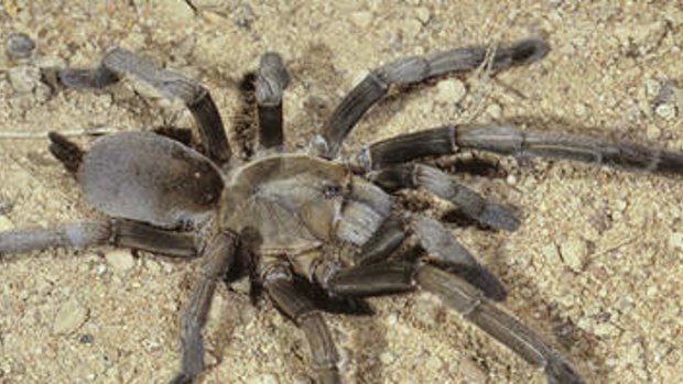 It is proposed people will need to pay for a licence to collect and own tarantulas as pets in Queensland.