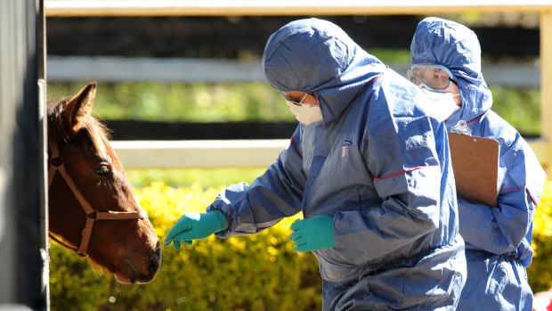 Biosecurity officers take a swab from a horse at the Redlands Veterinary Clinic, east of Brisbane.