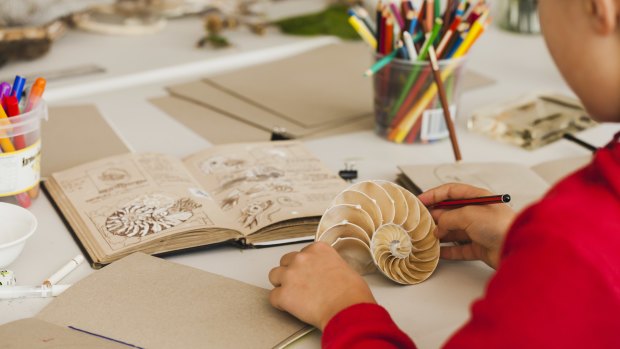 A participant sketches the inside of a nautilus shell.