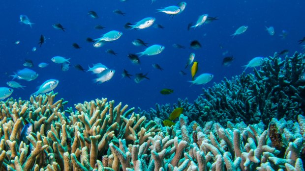 Doubts have been raised over the Great Barrier Reef Foundation's ability to raise money to improve the health of the natural wonder.