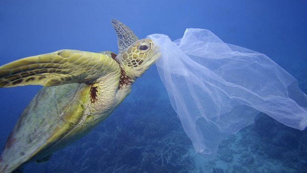 A sea turtle with a plastic bag on its nose in waters off Cairns.