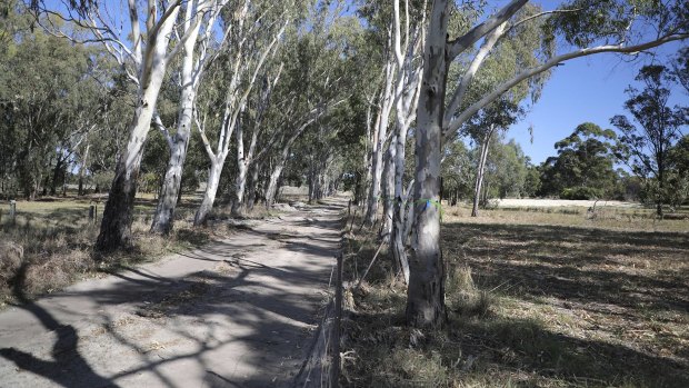 River red gums are not native, but still perform important functions for the cockies. 