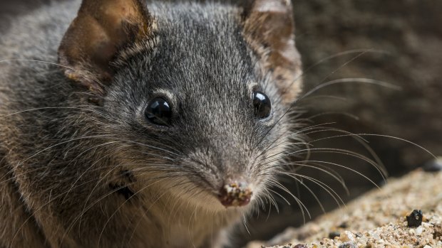 Two species of antechinus – the silver-headed and black-tailed antechinus – were added to the threatened species list last week. The small, carnivorous marsupials are best known for their reproductive habits – males die after their once-in-a-lifetime mating frenzy.