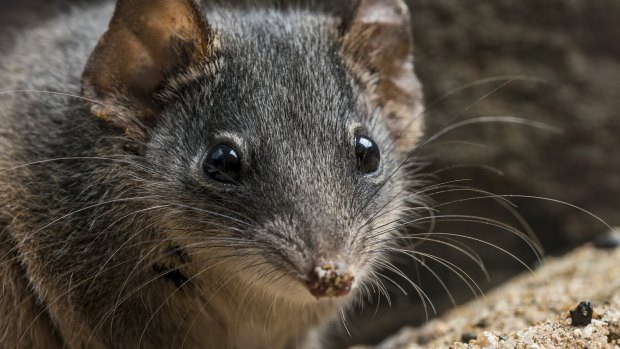 Two species of antechinus – the silver-headed and black-tailed antechinus – were added to the threatened species list last week. The small, carnivorous marsupials are best known for their reproductive habits – males die after their once-in-a-lifetime mating frenzy.