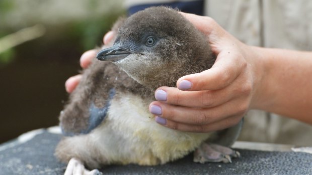 Melbourne Zoo keepers and a Vet give a baby Penguin a check up and microchip it.